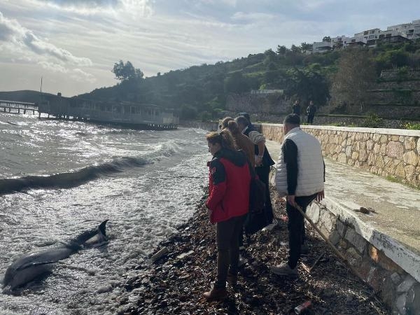 Bodrum'da karaya vuran yunus öldü