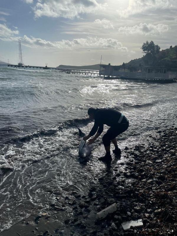 Bodrum'da karaya vuran yunus öldü