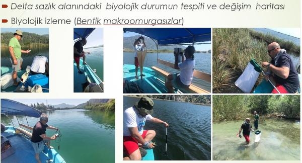 Deniz Kaplumbağaları Koruma ve İzleme Projesi raporunda 'sazlık kaybı' uyarısı
