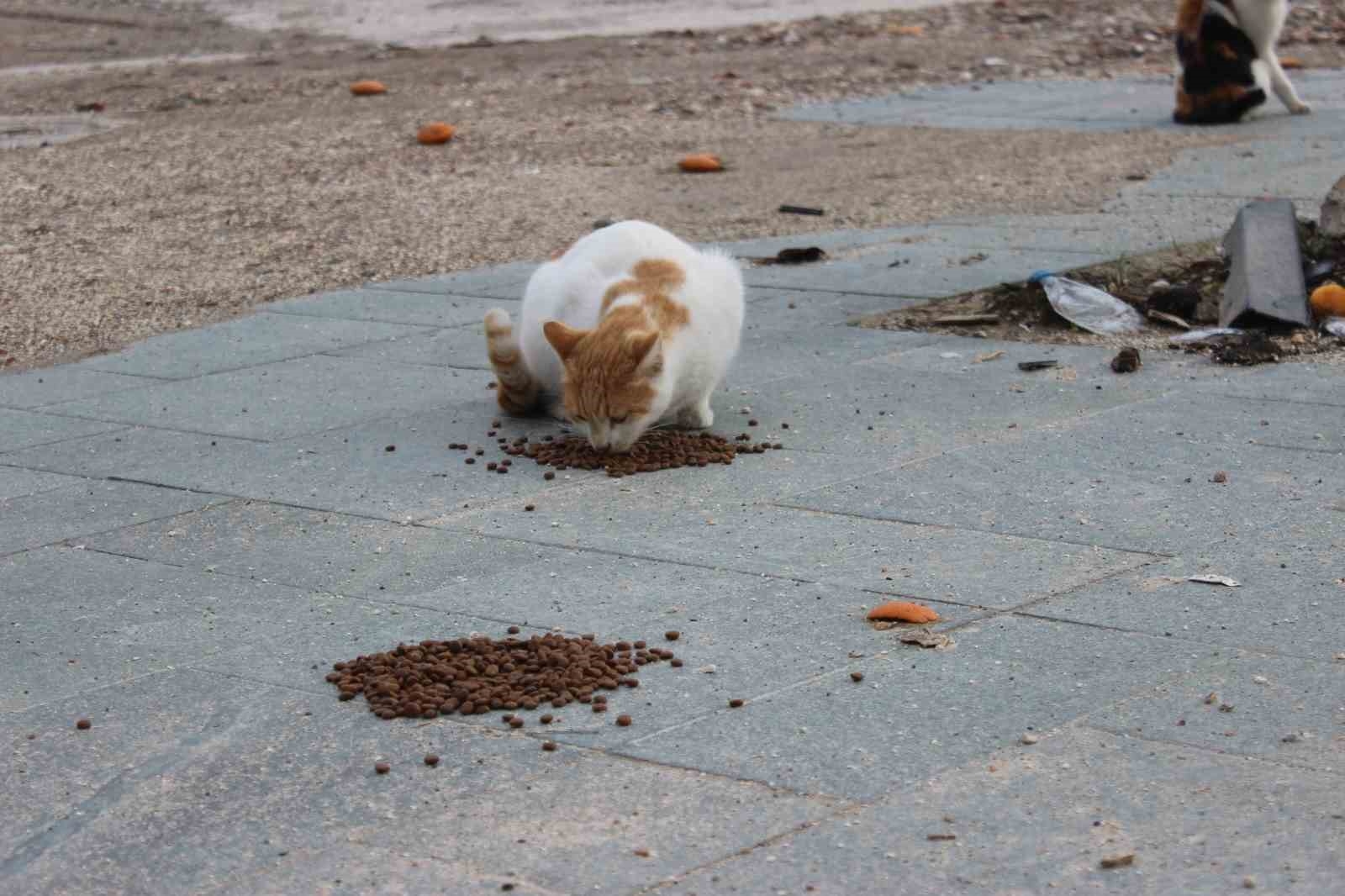 Enkaz kentin sokak hayvanlarına can oldu