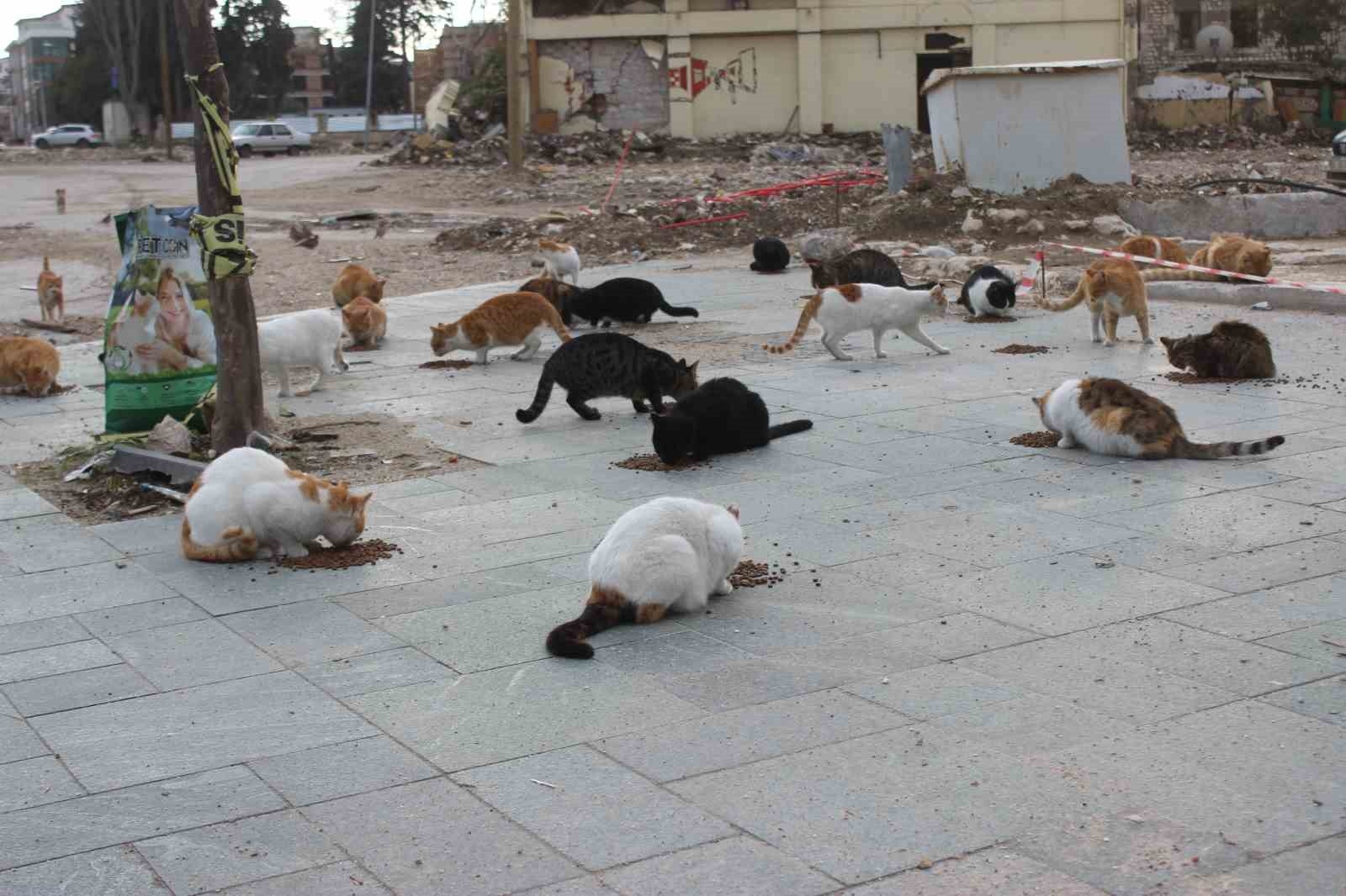 Enkaz kentin sokak hayvanlarına can oldu