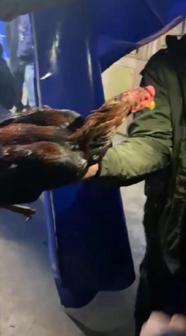 'Hayvanları Koruma Derneği'nde horoz dövüştüren 54 kişiye 346 bin TL ceza