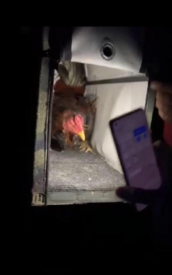 'Hayvanları Koruma Derneği'nde horoz dövüştüren 54 kişiye 346 bin TL ceza