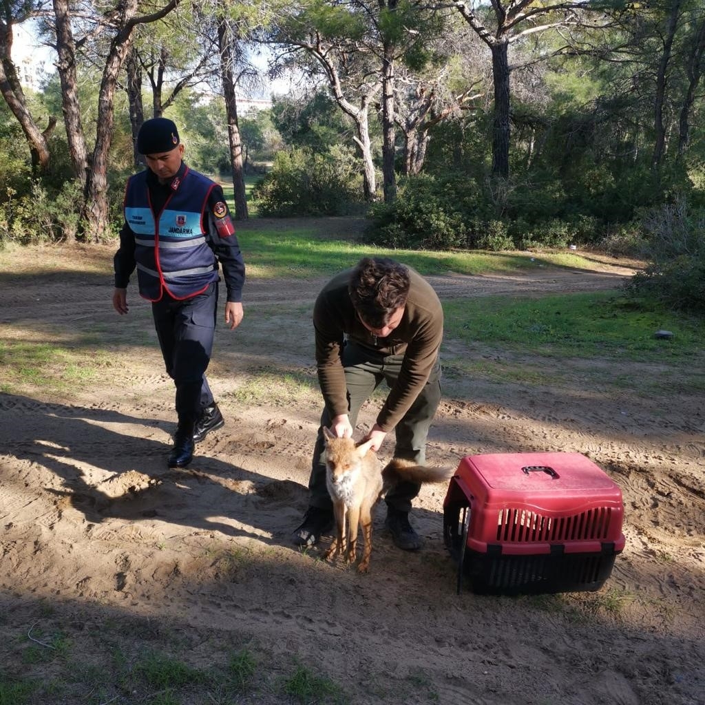 Jandarmanın ormanda bulduğu yaralı yavru tilki koruma altına alındı