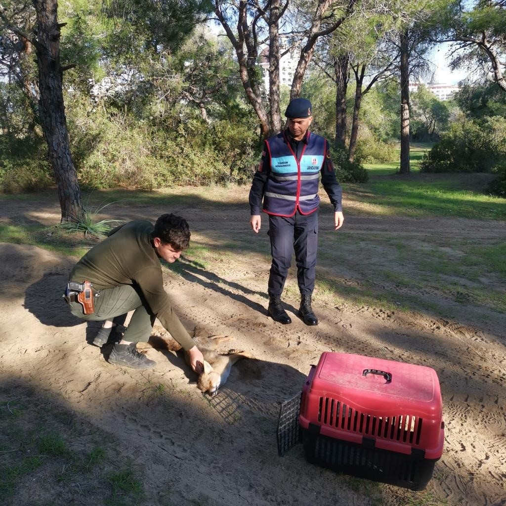 Jandarmanın ormanda bulduğu yaralı yavru tilki koruma altına alındı