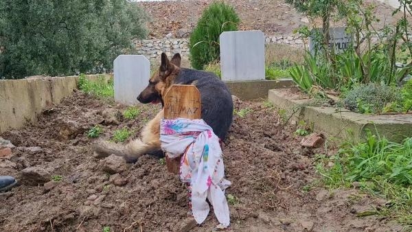 Kaybolduğu sanılan Alman kurdu 'Poli', ölen sahibinin mezarı başında bulundu