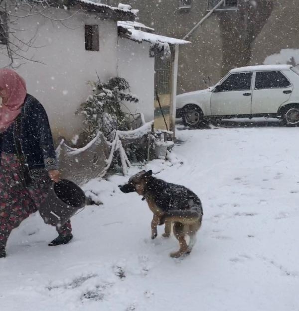 Kaybolduğu sanılan Alman kurdu 'Poli', ölen sahibinin mezarı başında bulundu