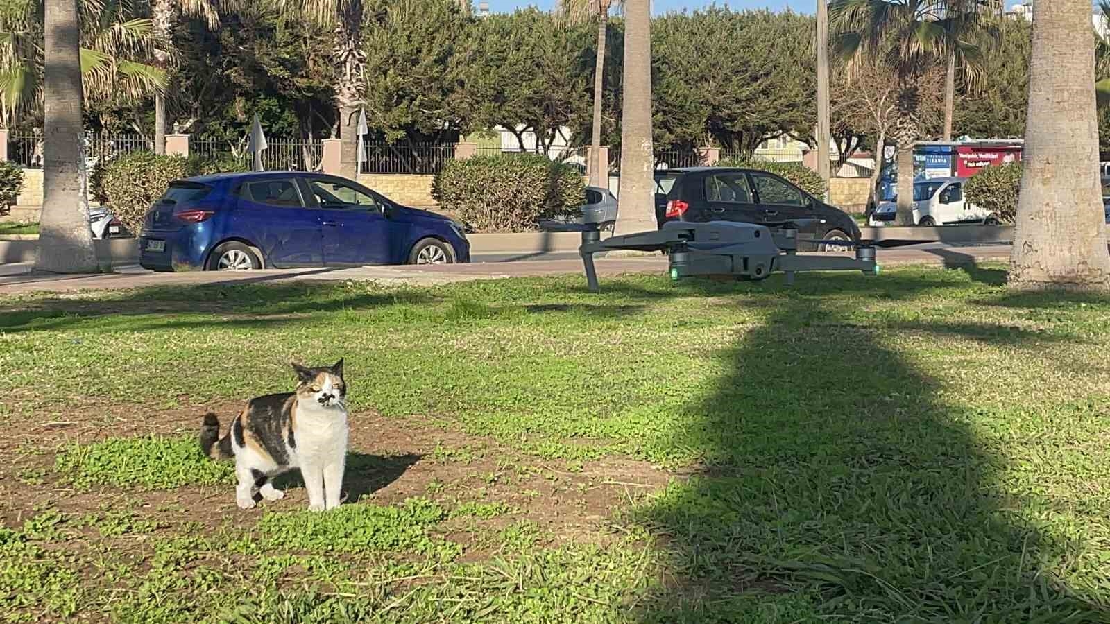 Kedinin dron ile oyunu gülümsetti