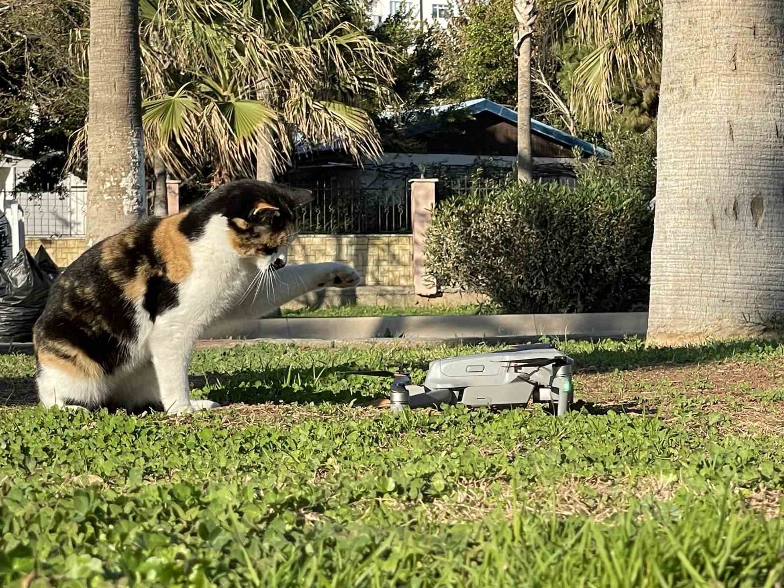 Kedinin dron ile oyunu gülümsetti