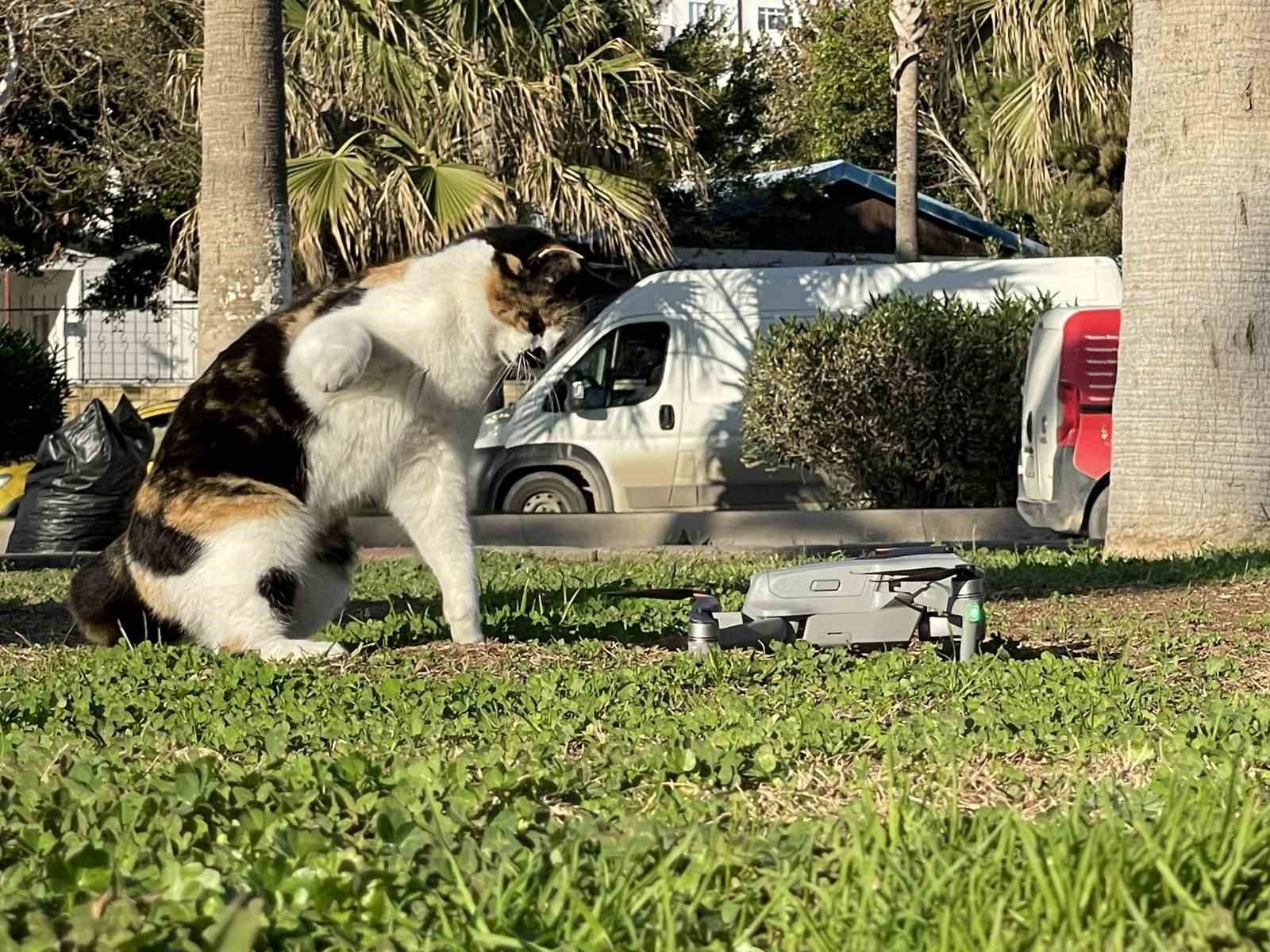 Kedinin dron ile oyunu gülümsetti