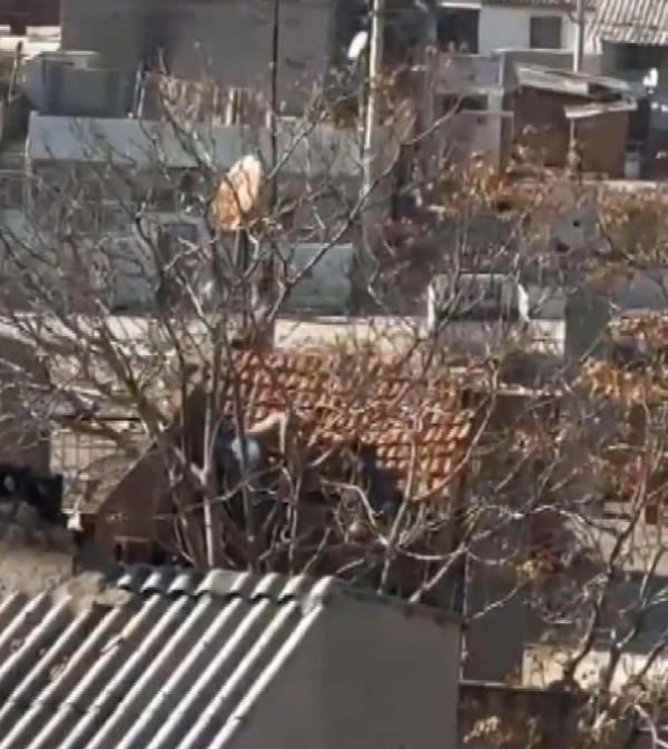 Kız kaçırma meselesinden husumetli ailelerin çatışmasında 8 şüpheli adliyede