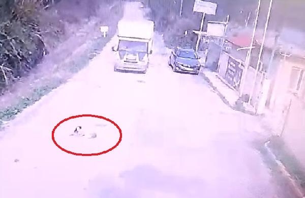 Mersin'de kamyonet, köpek 'Mutlu'ya çarptı; o anlar kamerada