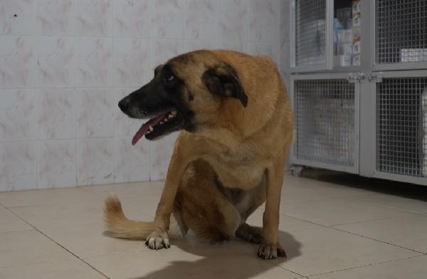Mersin'de kamyonet, köpek 'Mutlu'ya çarptı; o anlar kamerada