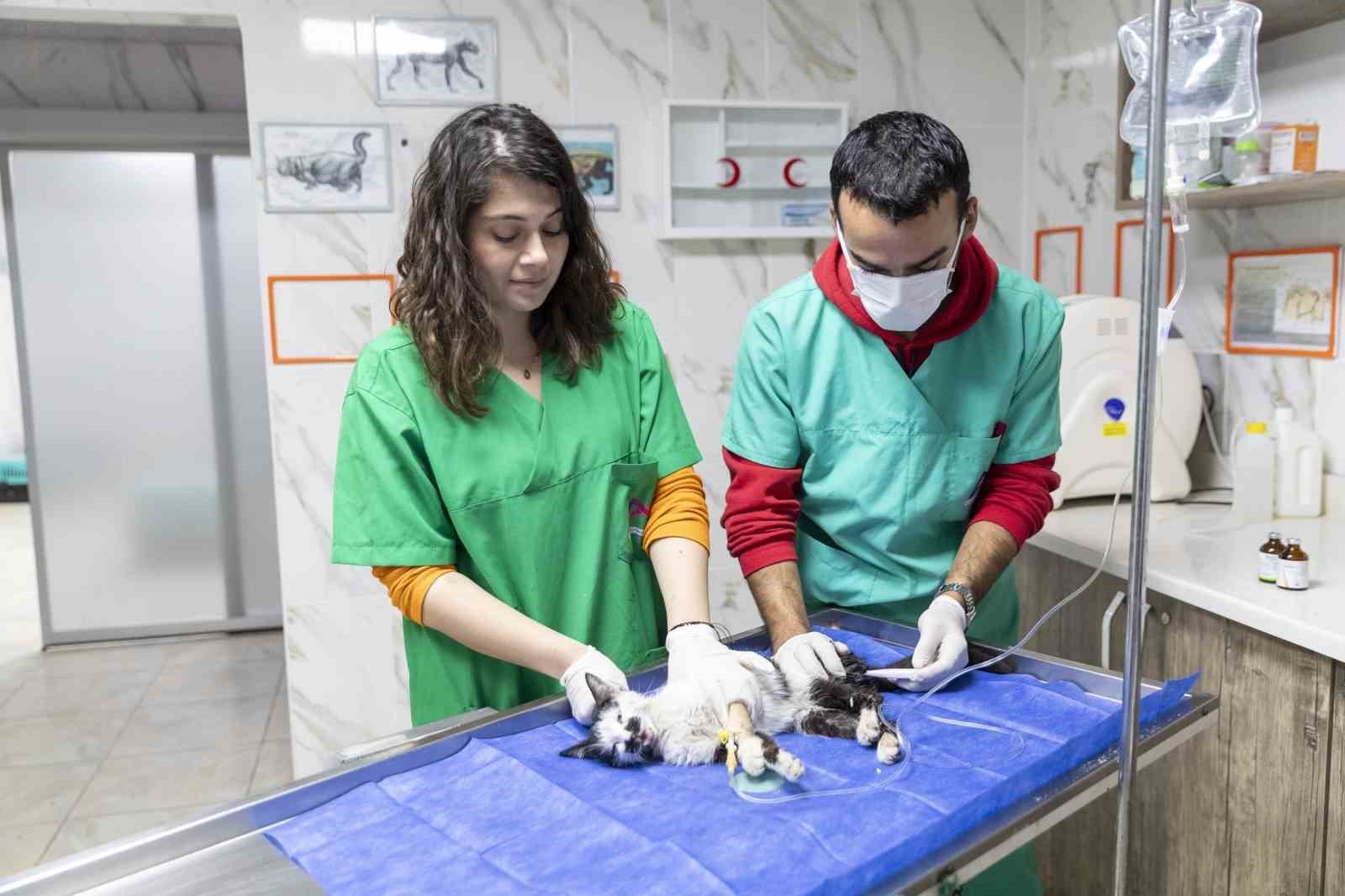 Mersin'de patili dostlar güvende