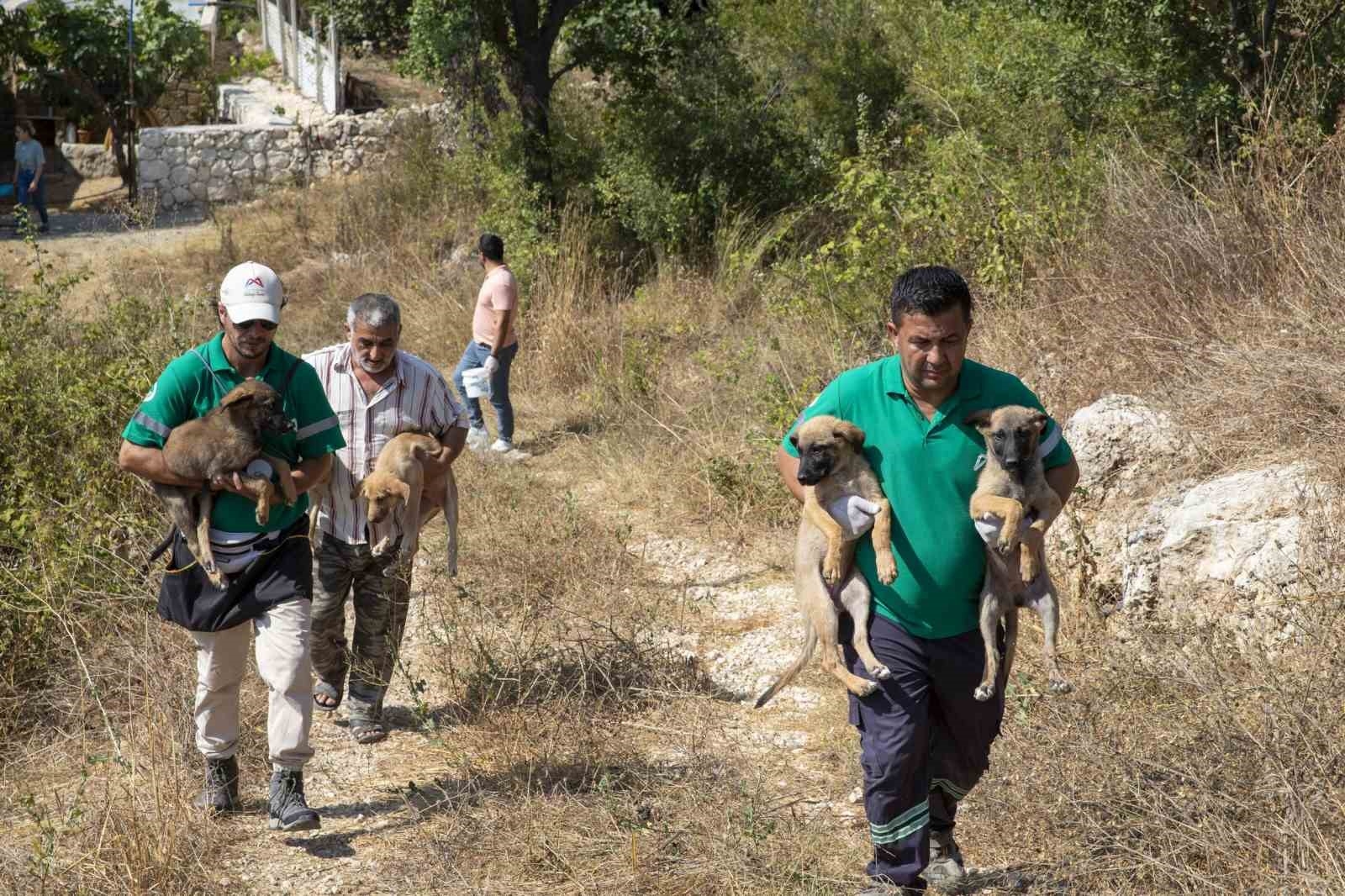 Mersin'de patili dostlar güvende