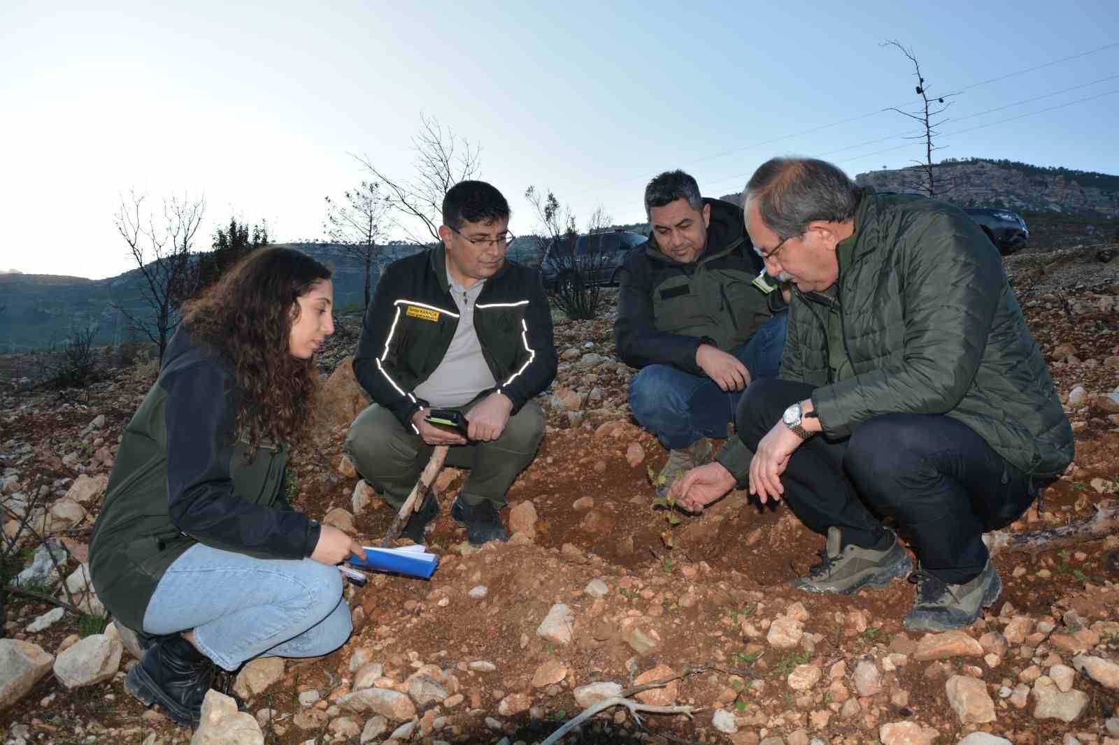 Mersin'de yanan orman sahasında ağaçlandırma çalışmaları tamamlandı