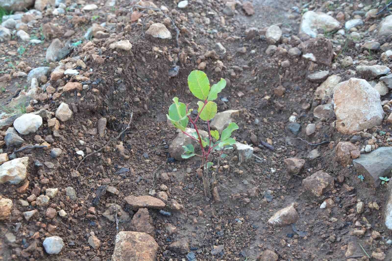 Mersin'de yanan orman sahasında ağaçlandırma çalışmaları tamamlandı