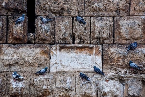 Meydanlarda beslenen güvercin ve kumrular, 'kuş gribi' tehlikesini artırıyor