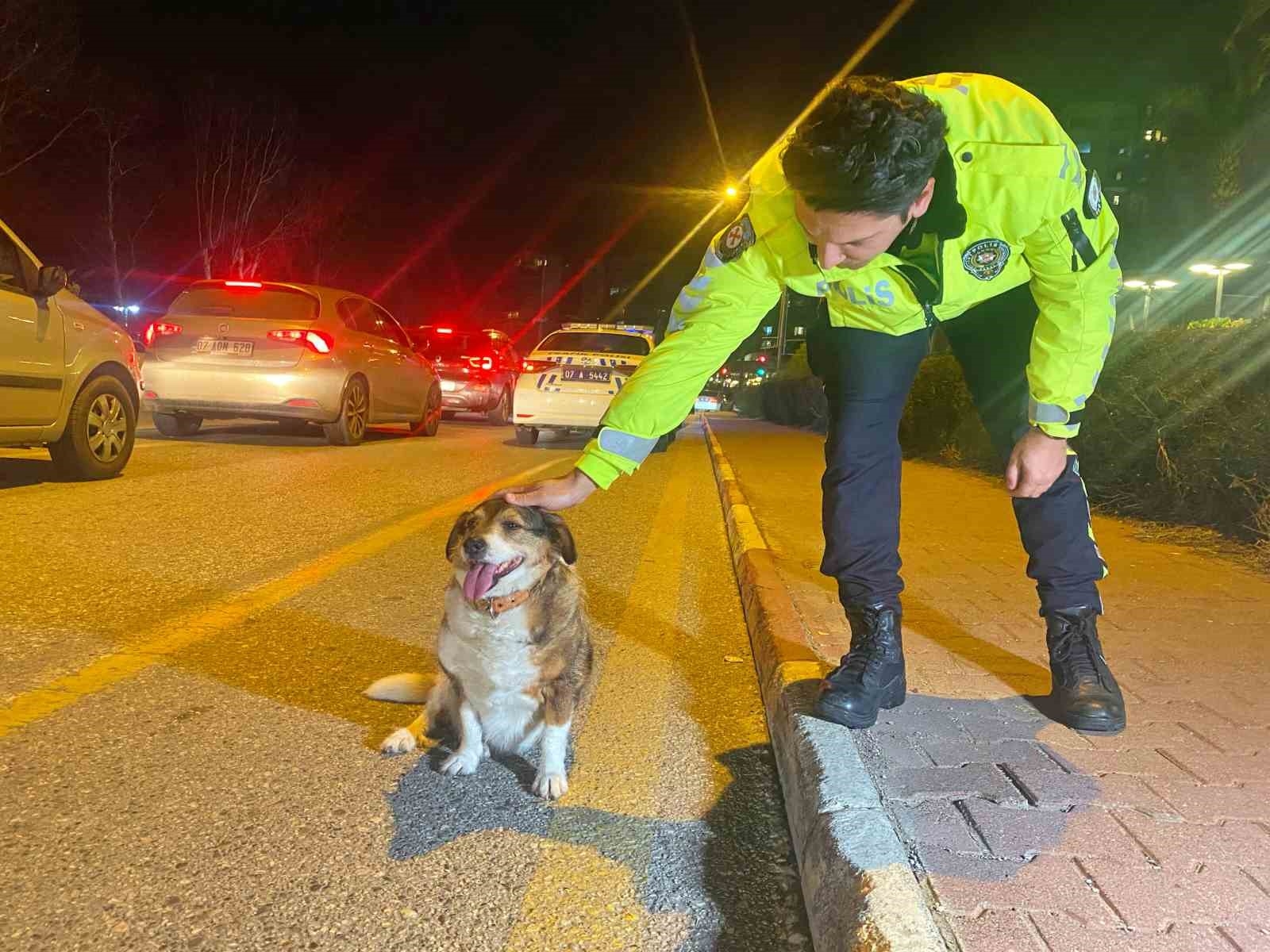 Polisin içleri ısıtan sokak köpeği nöbeti