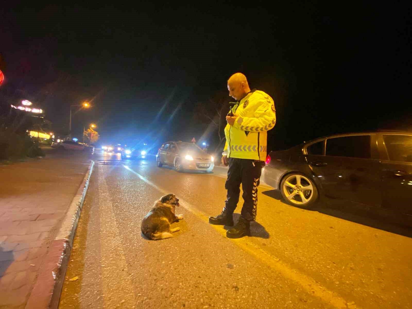 Polisin içleri ısıtan sokak köpeği nöbeti