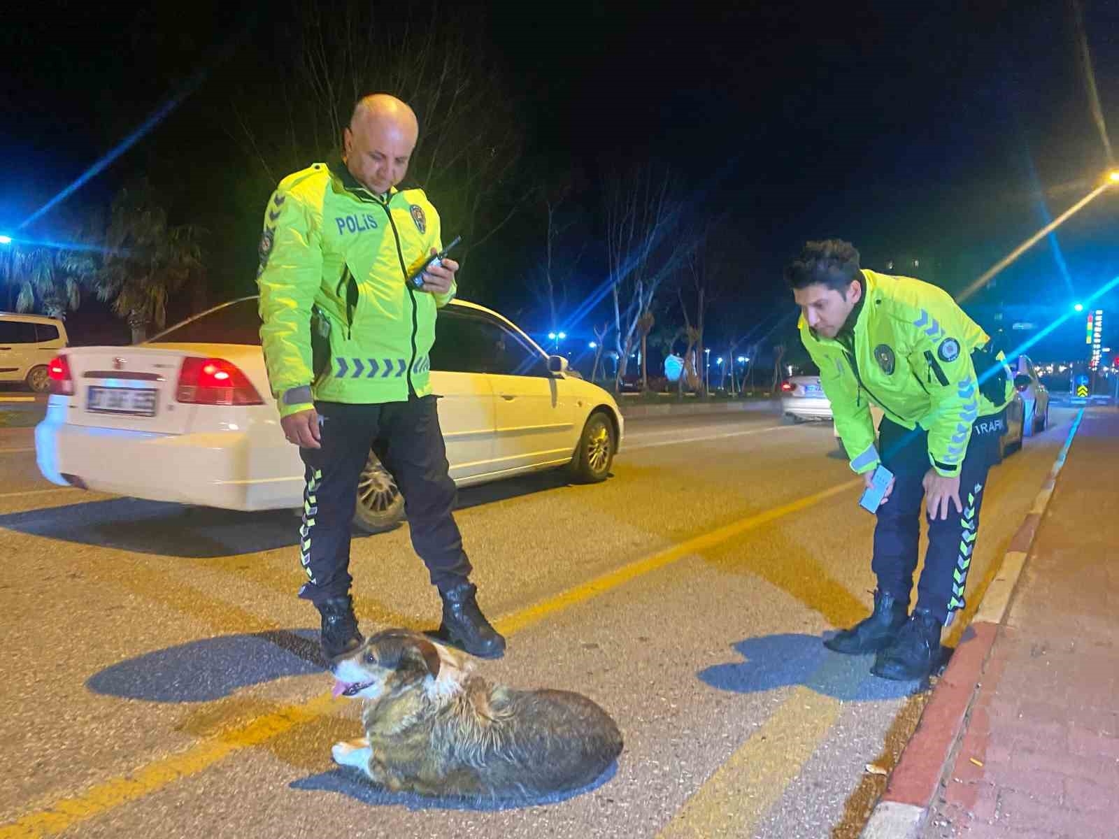 Polisin içleri ısıtan sokak köpeği nöbeti