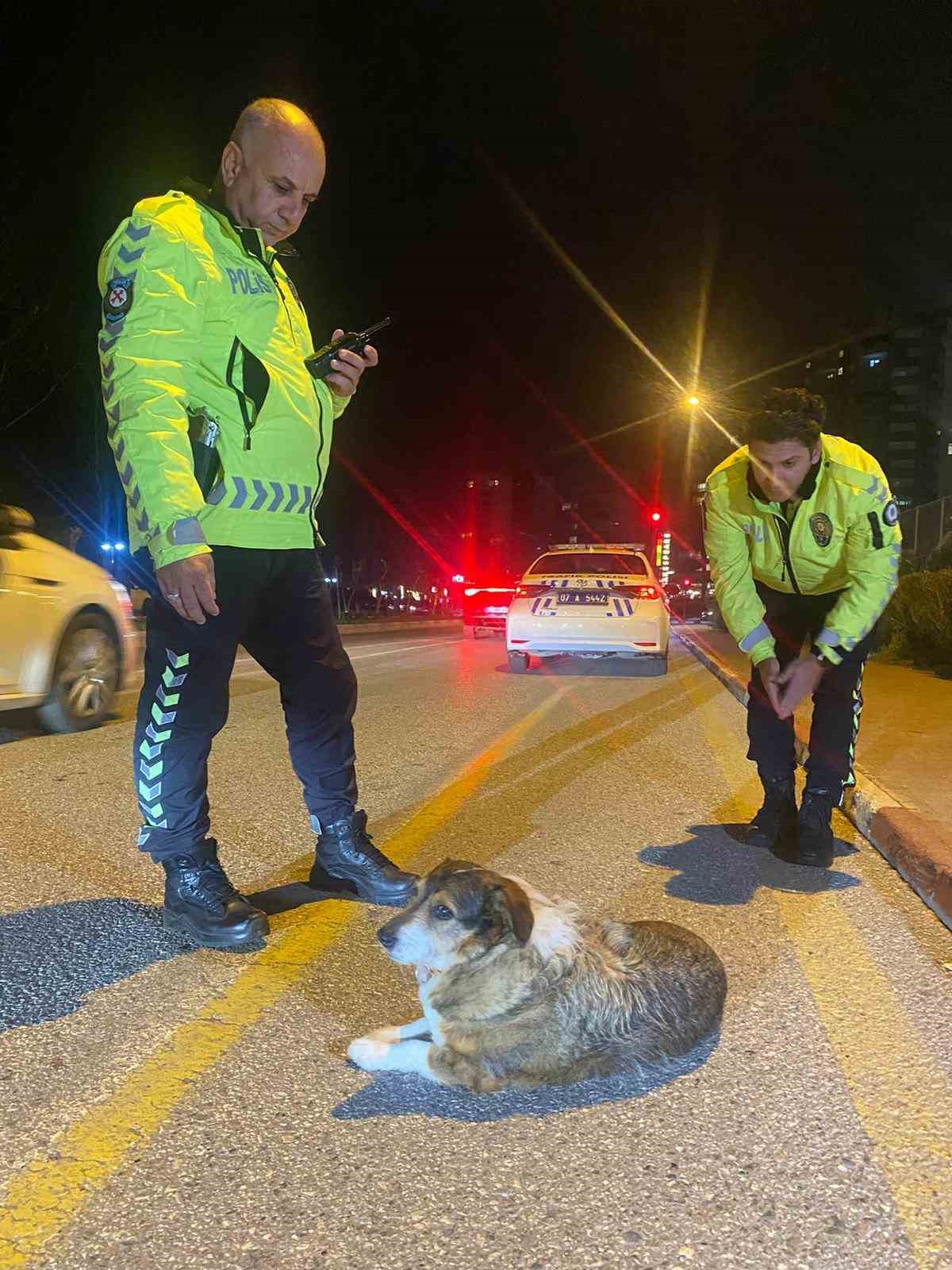 Polisin içleri ısıtan sokak köpeği nöbeti