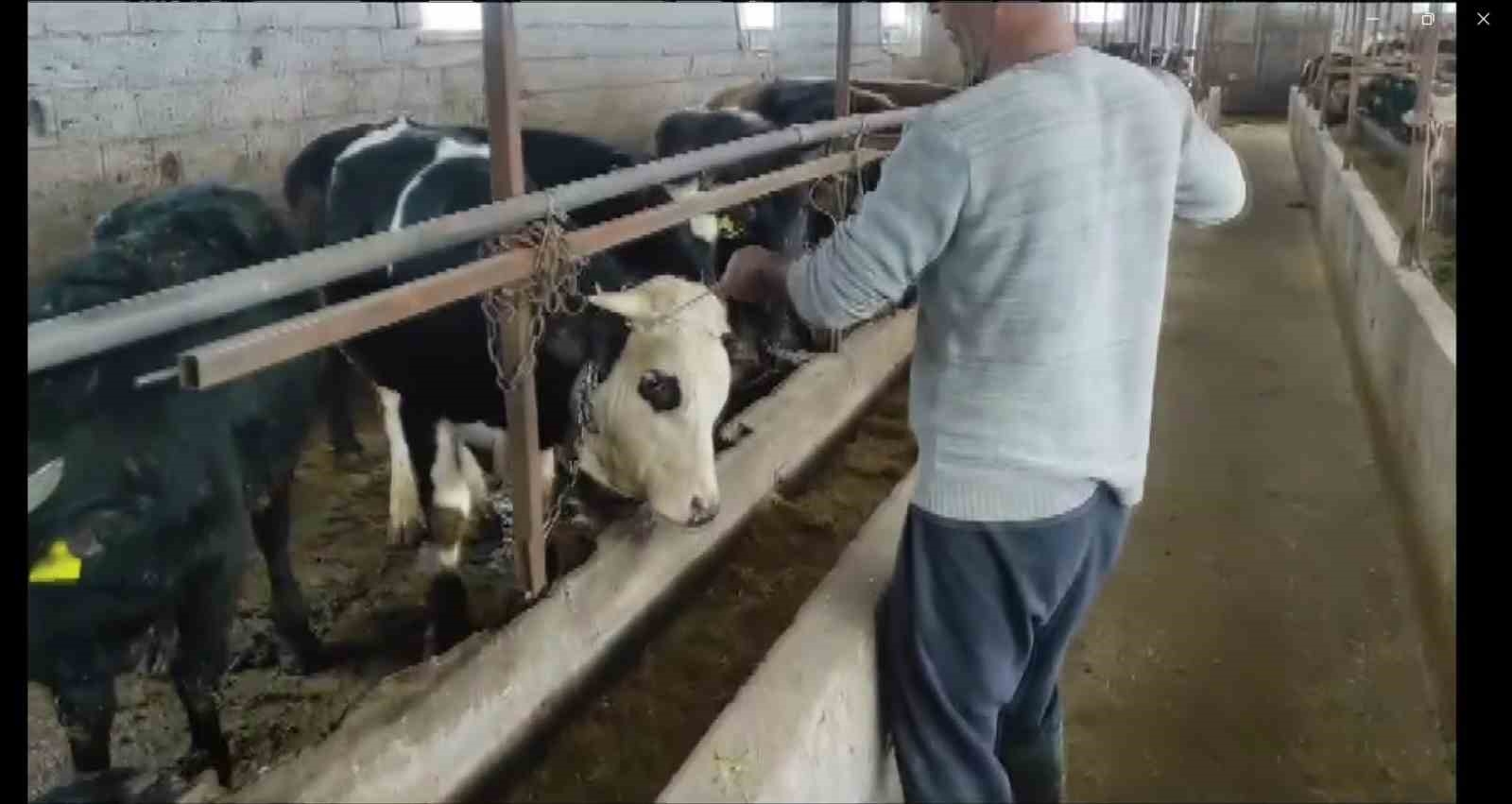 Şap hastalığına karşı hayvanlara aşılama şart
