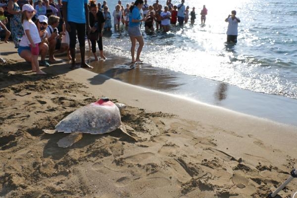 Sinyali kesilen caretta 'Tuba', yazın Dalyan'a bekleniyor