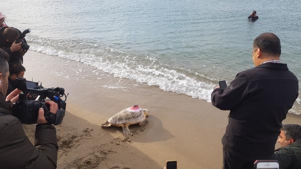 Sinyali kesilen caretta 'Tuba', yazın Dalyan'a bekleniyor