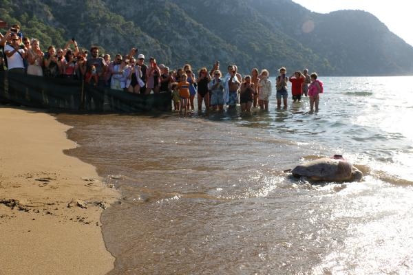 Sinyali kesilen caretta 'Tuba', yazın Dalyan'a bekleniyor