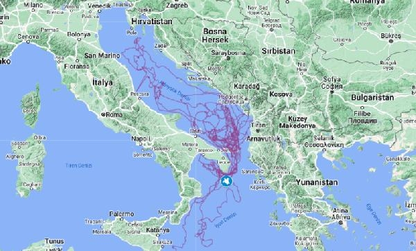 Sinyali kesilen caretta 'Tuba', yazın Dalyan'a bekleniyor