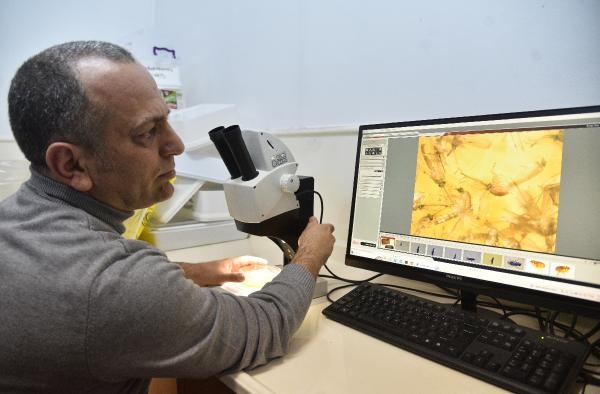 Sivrisinekler de kış uykusuna yatmadı