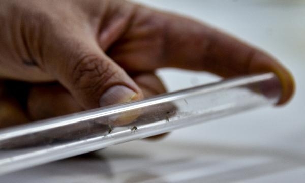 Sivrisinekler de kış uykusuna yatmadı