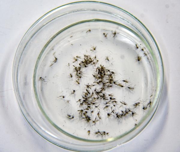 Sivrisinekler de kış uykusuna yatmadı