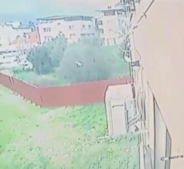 Sokaktan topladığı 4 kediyi öldürüp, apartmanın bahçesine atmış
