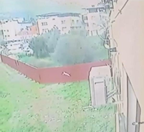 Sokaktan topladığı 4 kediyi öldürüp, apartmanın bahçesine atmış