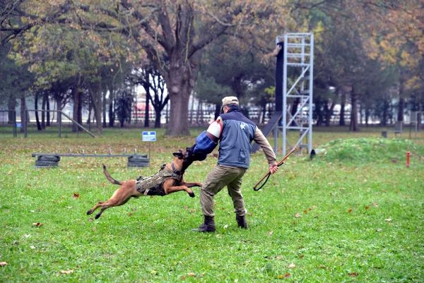 TSK'nın 'kahraman köpekleri', önce parkurda sonra arazide eğitiliyor