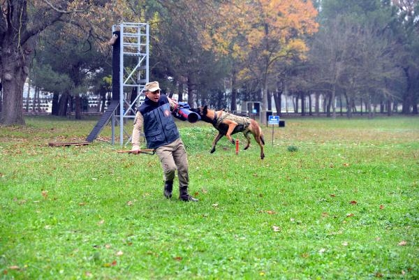 TSK'nın 'kahraman köpekleri', önce parkurda sonra arazide eğitiliyor
