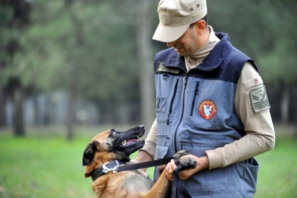 TSK'nın 'kahraman köpekleri', önce parkurda sonra arazide eğitiliyor