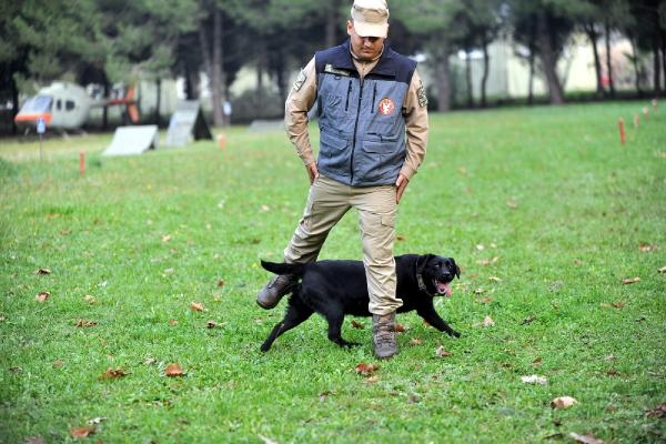 TSK'nın 'kahraman köpekleri', önce parkurda sonra arazide eğitiliyor