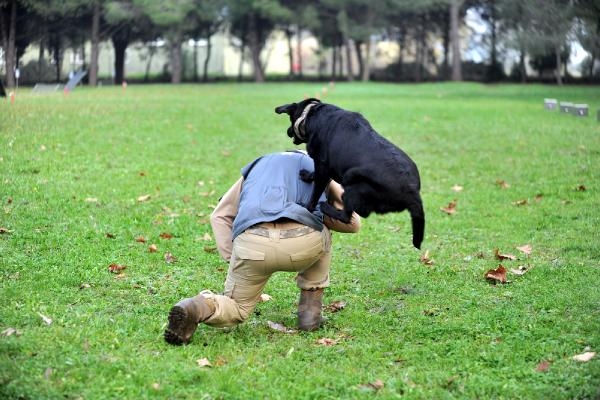 TSK'nın 'kahraman köpekleri', önce parkurda sonra arazide eğitiliyor