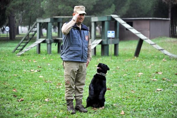 TSK'nın 'kahraman köpekleri', önce parkurda sonra arazide eğitiliyor