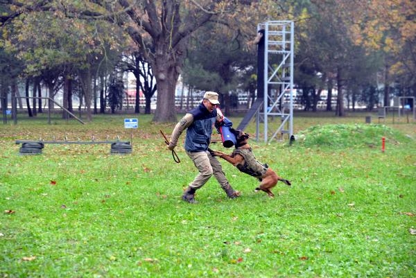 TSK'nın 'kahraman köpekleri', önce parkurda sonra arazide eğitiliyor
