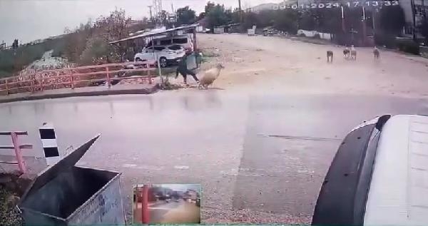 Yolda yürürken koçun saldırısına uğradı