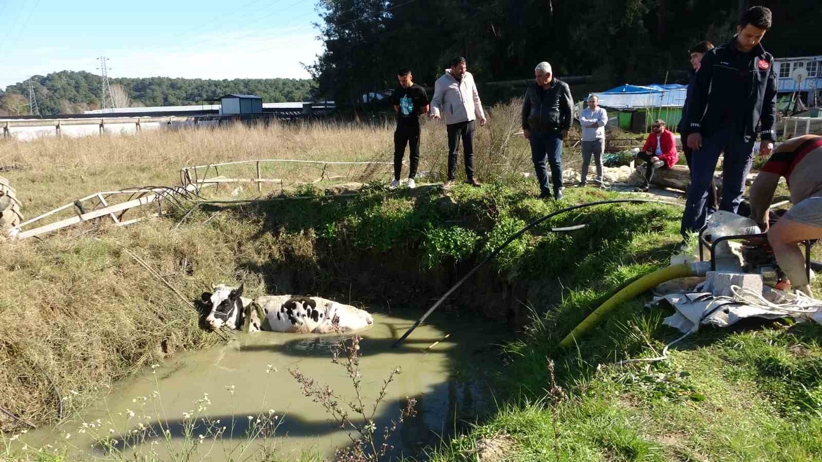 Antalya'da sulama kuyusuna düşen inek seferberliği
