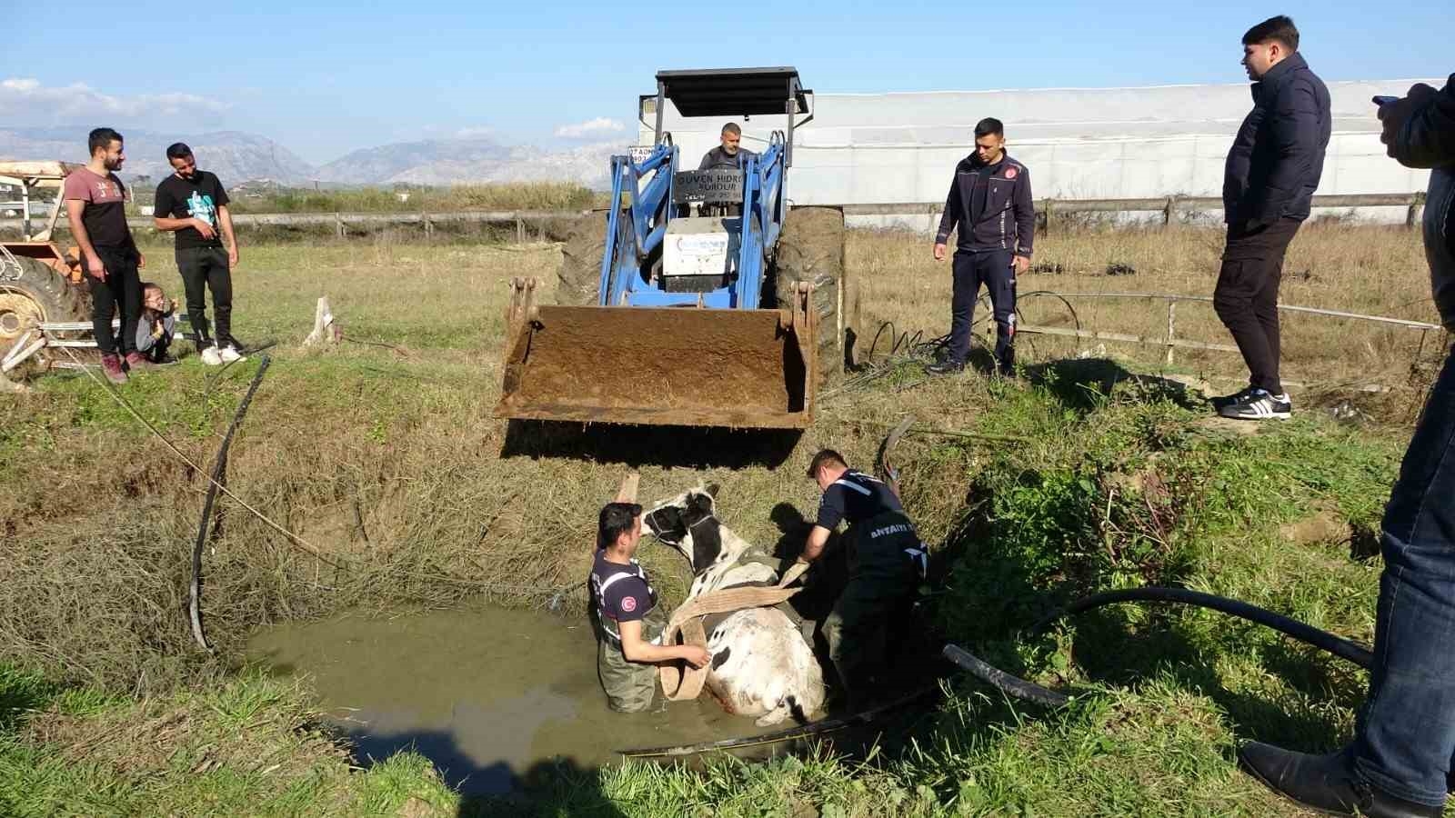 Antalya'da sulama kuyusuna düşen inek seferberliği