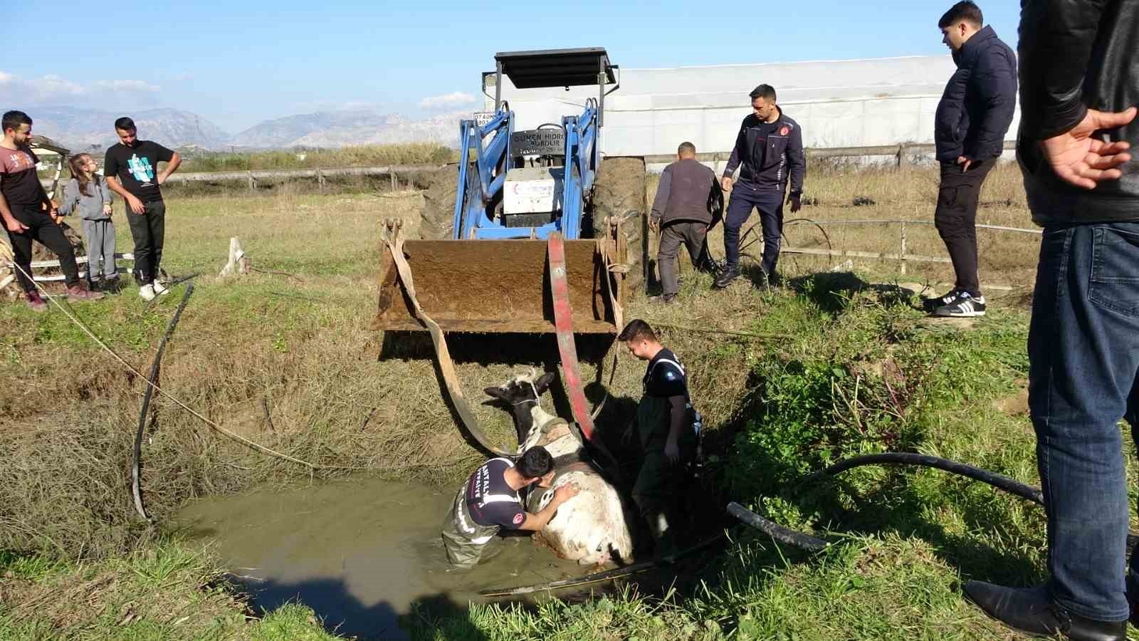 Antalya'da sulama kuyusuna düşen inek seferberliği