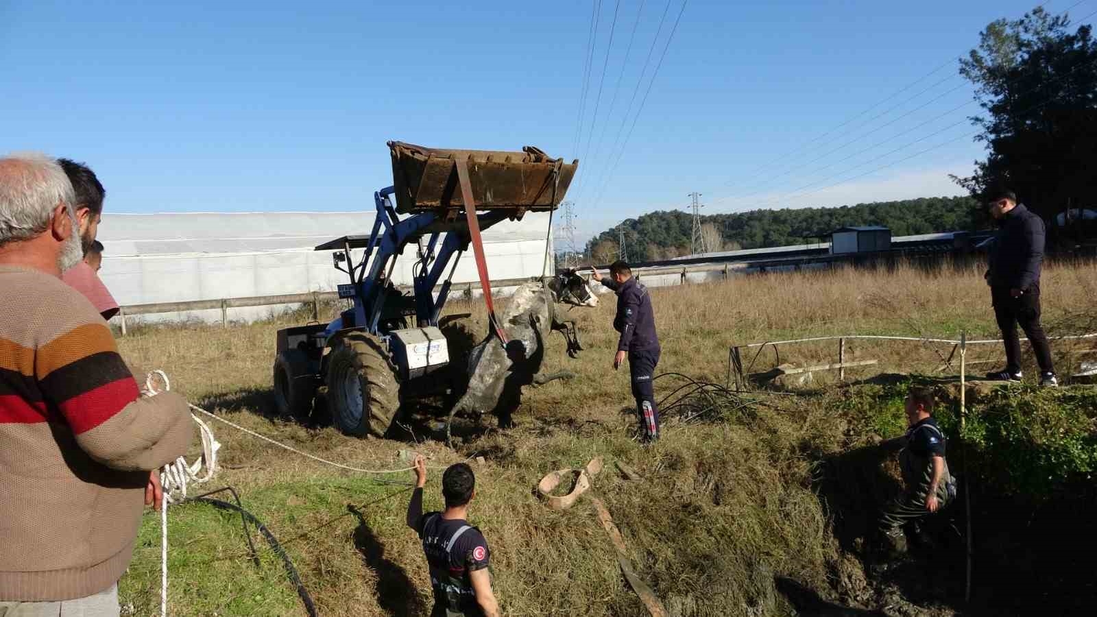 Antalya'da sulama kuyusuna düşen inek seferberliği
