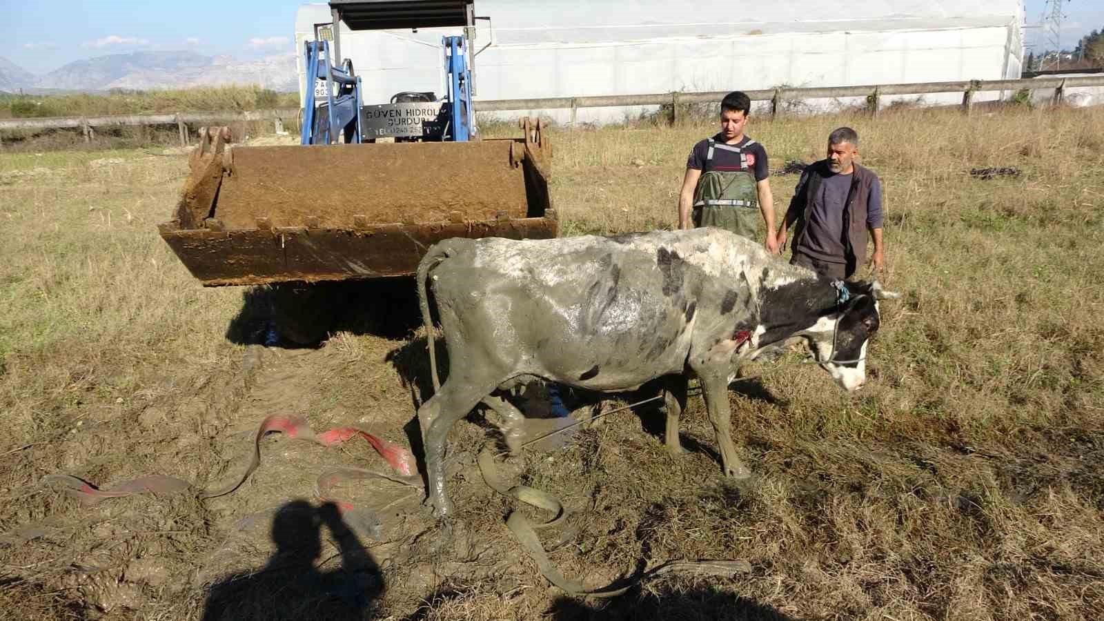 Antalya'da sulama kuyusuna düşen inek seferberliği