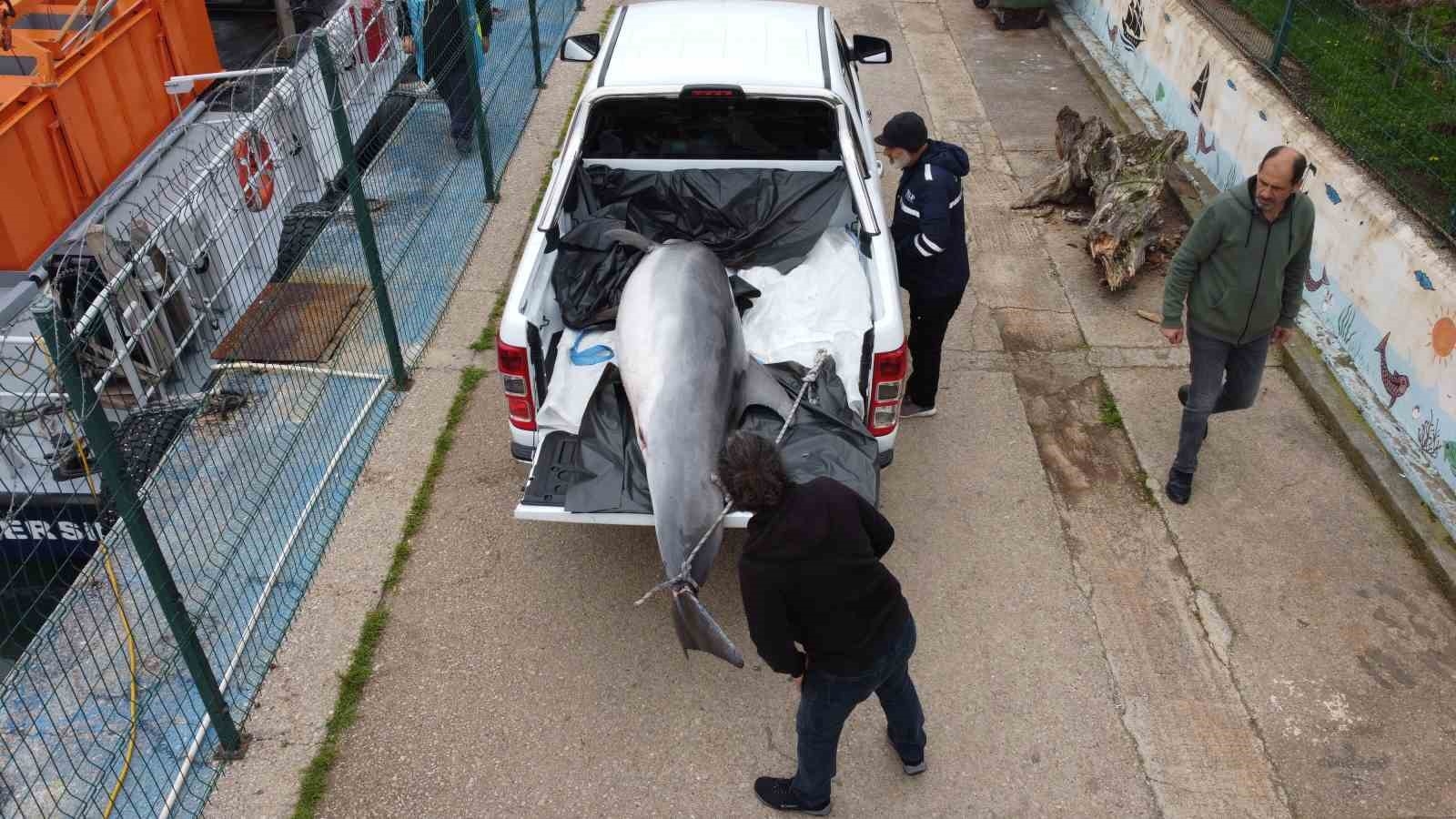 Boyu 2,5 metre: Mersin'de yunus balığı ölü olarak bulundu